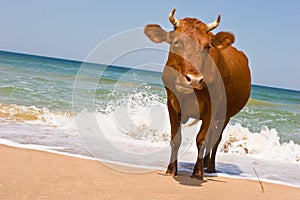 Broncearse una vaca 