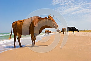 Broncearse una vaca 