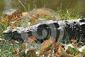 Sunbathing Crocodile