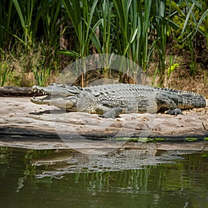 Sunbathing crocodile near pond, wildlife conservation, predator resting