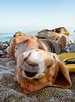 Sunbathing dog portrait