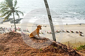 Sunbathing dog puppy portrait lying at the sea coast