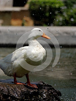 Sunbathing duck photo