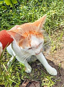 Sunbathing in the green serenity