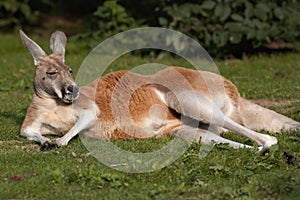 Sunbathing Kangaroo