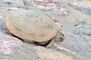 Sunbathing land turtle