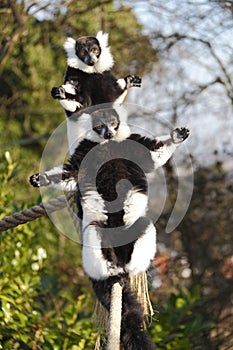 Sunbathing Lemurs photo