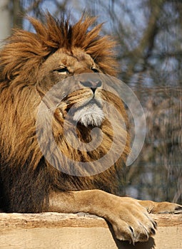 Sunbathing lion