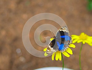 A sunbathing male Blue Pansy