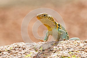 Sunbathing in Oklahoma photo