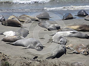 Sunbathing sea lions on the beach, Highway No. 1, California, USA