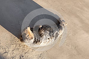 Sunbathing seal on the beach