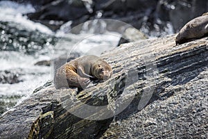 Sunbathing Seal on Rocky Shore of Milford Sound