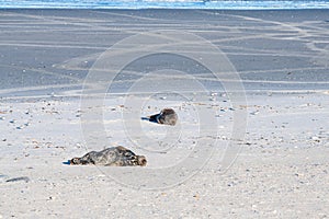 Sunbathing seals on a beach