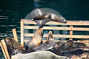 Sunbathing Seals at Monterey Harbour California