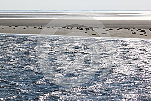 Sunbathing seals between Terschelling and Ameland