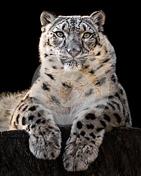 Sunbathing Snow Leopard III