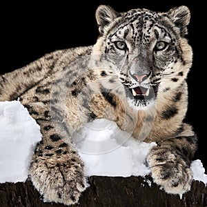 Sunbathing Snow Leopard VI