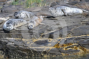 Sunbathing Spotted Seals on the coast of Alaska