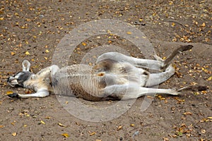 Sunbathing sunny side up grey kangaroo