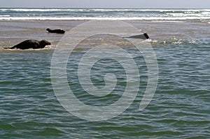 Sunbathing Team of Semi-Aquatic Seals photo