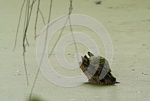 Sunbathing turtle covered in duckweed