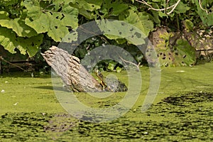 Sunbathing turtle covered in duckweed