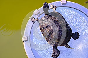 Sunbathing turtle, summer weather, park photo