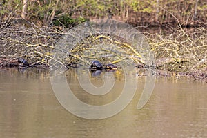 Sunbathing turtles at the beach of a lake warming up in the sunshine as reptiles in natural environment slow walking but fast swim