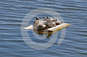 Sunbathing Turtles,Bergisches Land,Germany