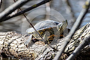 sunbathing water turtle close up