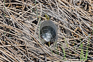 Sunbathing Western Painted Turtle