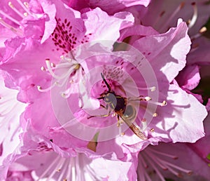 SunbathinWasp on a pink azalea