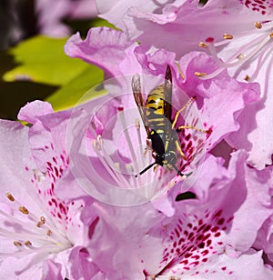 SunbathinWasp on a pink azalea