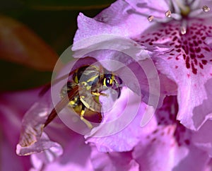 SunbathinWasp on a pink azalea