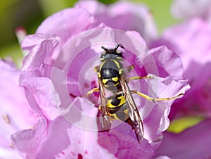 SunbathinWasp on a pink azalea
