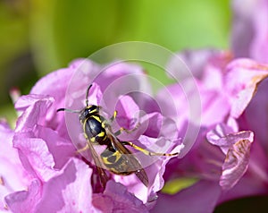 SunbathinWasp on a pink azalea