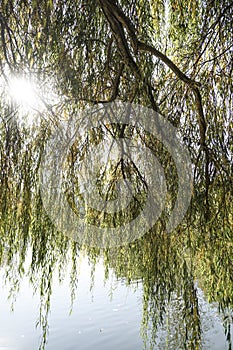 Sunbeam behind tree with reflection on lake