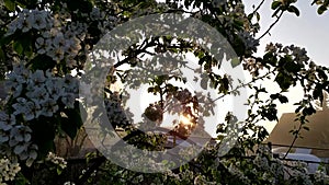 The sunbeam breaks through the foliage of the tree. Blooming pear tree in spring