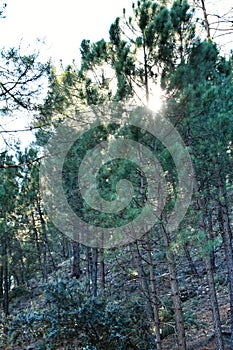 Sunbeam among colorful Pine forest in the mountains