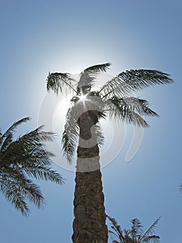 Sunbeam coming through palm tree leaves