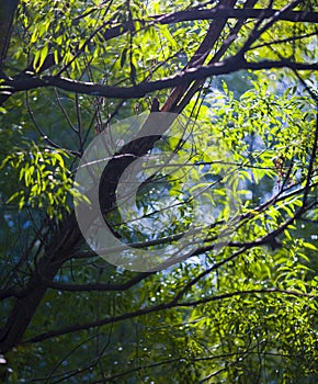 Sunbeam Through Cool Forest Treetops