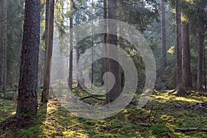 Sunbeam entering coniferous stand of Bialowieza Forest