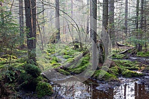 Sunbeam entering rich coniferous forest