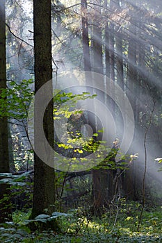 Sunbeam entering rich deciduous forest