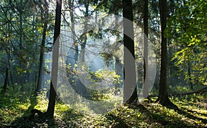 Sunbeam entering rich deciduous forest