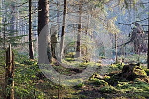 Sunbeam entering rich swampy coniferous forest