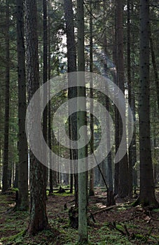 Sunbeam entering stand in autumnal morning