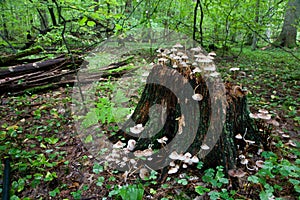 Sunbeam entering stand in autumnal morning