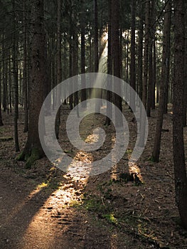 Sunbeam into dark fir tree forest photo